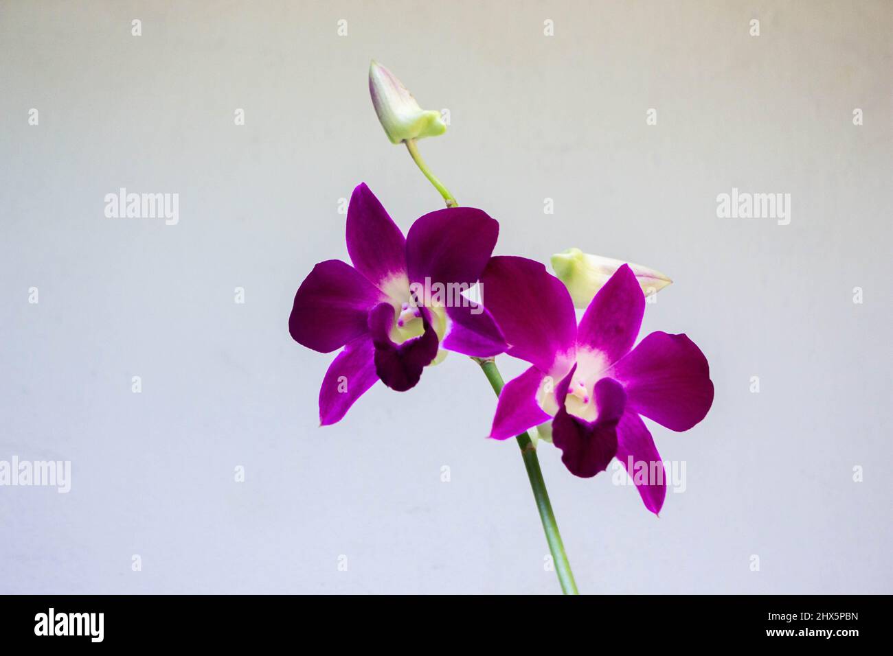 Gros plan belle photo d'une orchidée violette en fleurs dans un fond blanc Banque D'Images