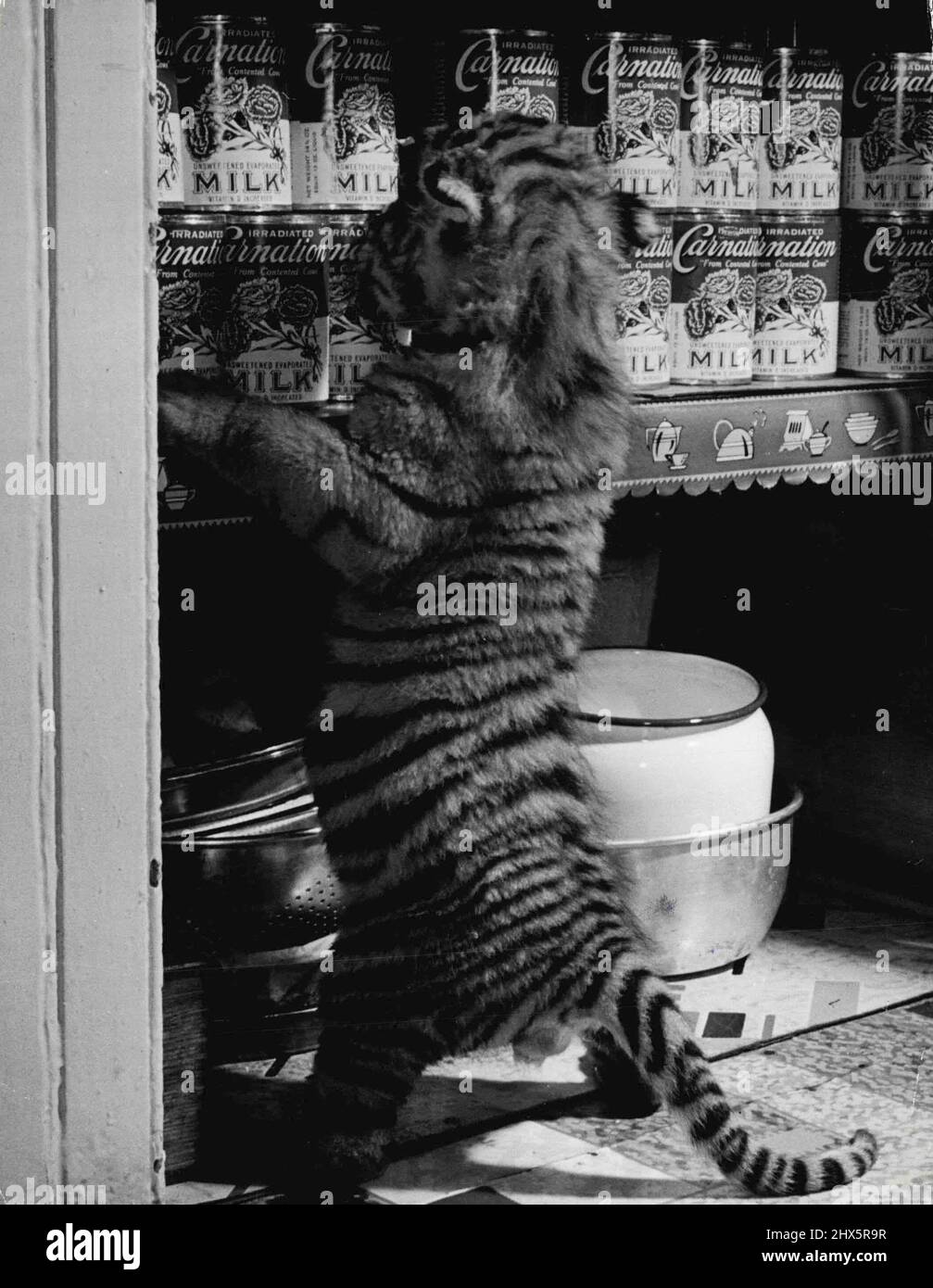 Tigre Cubs élevés à la maison : comme tout chaton curieux, Rajpur enquête placard et est confronté à l'approvisionnement en lait. Après avoir regardé, il s'est relevé, a délicatement frappé quelques boîtes de conserve. Jenny, un tigress du New York Zoological Park dans le Bronx, a récemment eu trois petits. Ils pesaient 2 1/2 livres chacun, mesuraient 20 pouces de long du nez à la queue et, tout naturellement, étaient sans défense comme des chatons. Parce que les tigres du Bengale en captivité refusent souvent d'allaiter leur jeune, Mme Fred Martini, une femme de gardien de lion, a pris les petits à la maison et les a élevés. Le travail l'a gardée occupée. Lorsqu'ils ne les nourrissent pas, leur trois heures Banque D'Images