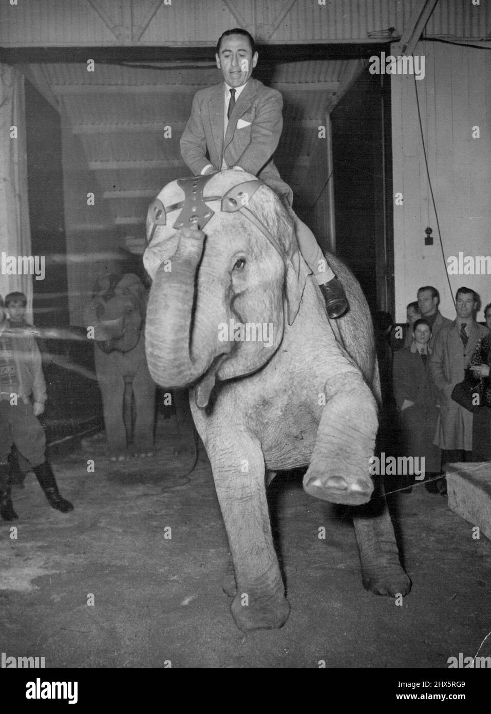 ***** Je n'ai jamais fait ça!: Jockey Charlie Smirke trouve Cora l'éléphant, une monture avec plus de polyvalence - mais avec moins de vitesse qu'un cheval de course pur-sang à Ascot aujourd'hui (vendredi). Cora appartient au Bertram Mills Circus, qui se prépare à Ascot pour l'ouverture de la saison 26th du Cirque à Olympia, Londres, le 19 décembre. 5 décembre 1952. (Photo de Reuterphoto). Banque D'Images