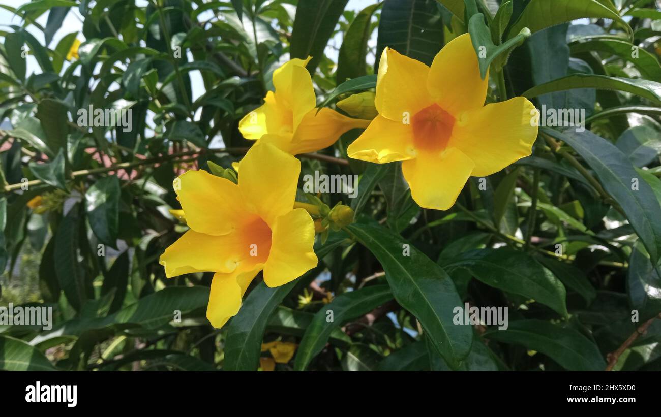 Vue rapprochée d'Allamanda cathartica en fleurs, également connue sous le nom de trompette dorée ou jaune allamanda, une espèce de plante à fleurs originaire du Brésil. Banque D'Images
