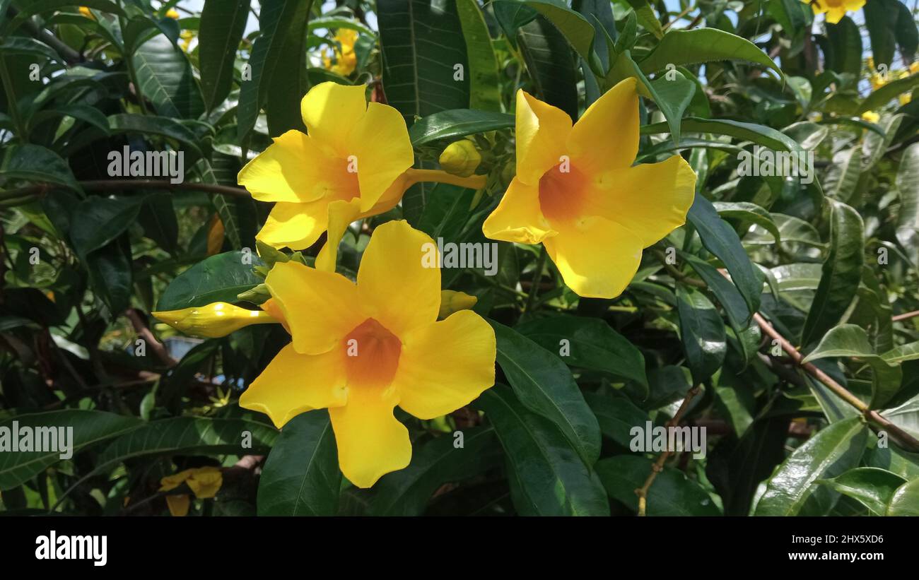 Vue rapprochée d'Allamanda cathartica en fleurs, également connue sous le nom de trompette dorée ou jaune allamanda, une espèce de plante à fleurs originaire du Brésil. Banque D'Images