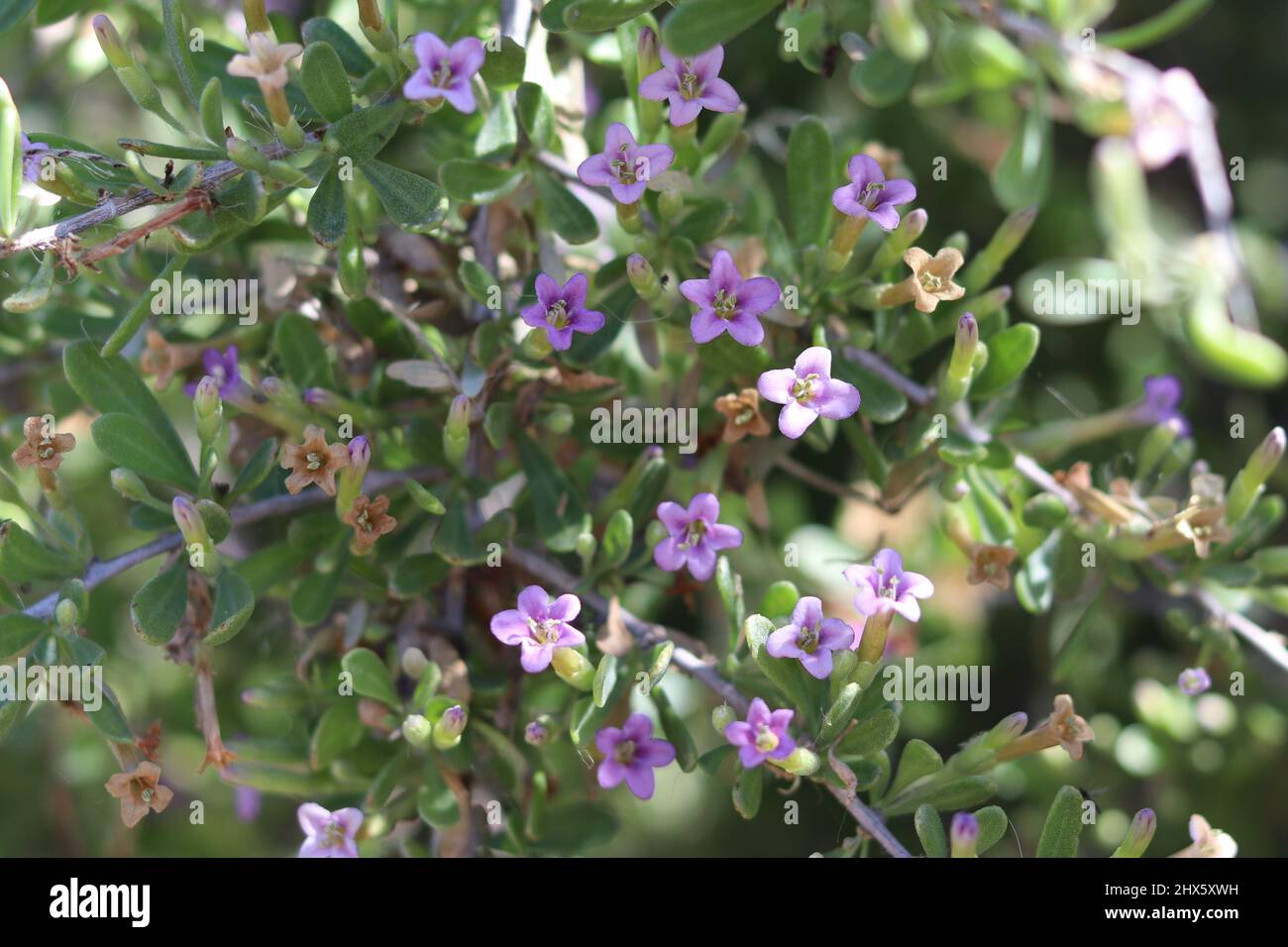 L'épine du désert d'Anderson ou Lycium andersonii en fleur aussi connu sous le nom de l'épine-épine, de la baie de carcajou, de la cagoule et de la jaquette d'eau d'Anderson. Banque D'Images