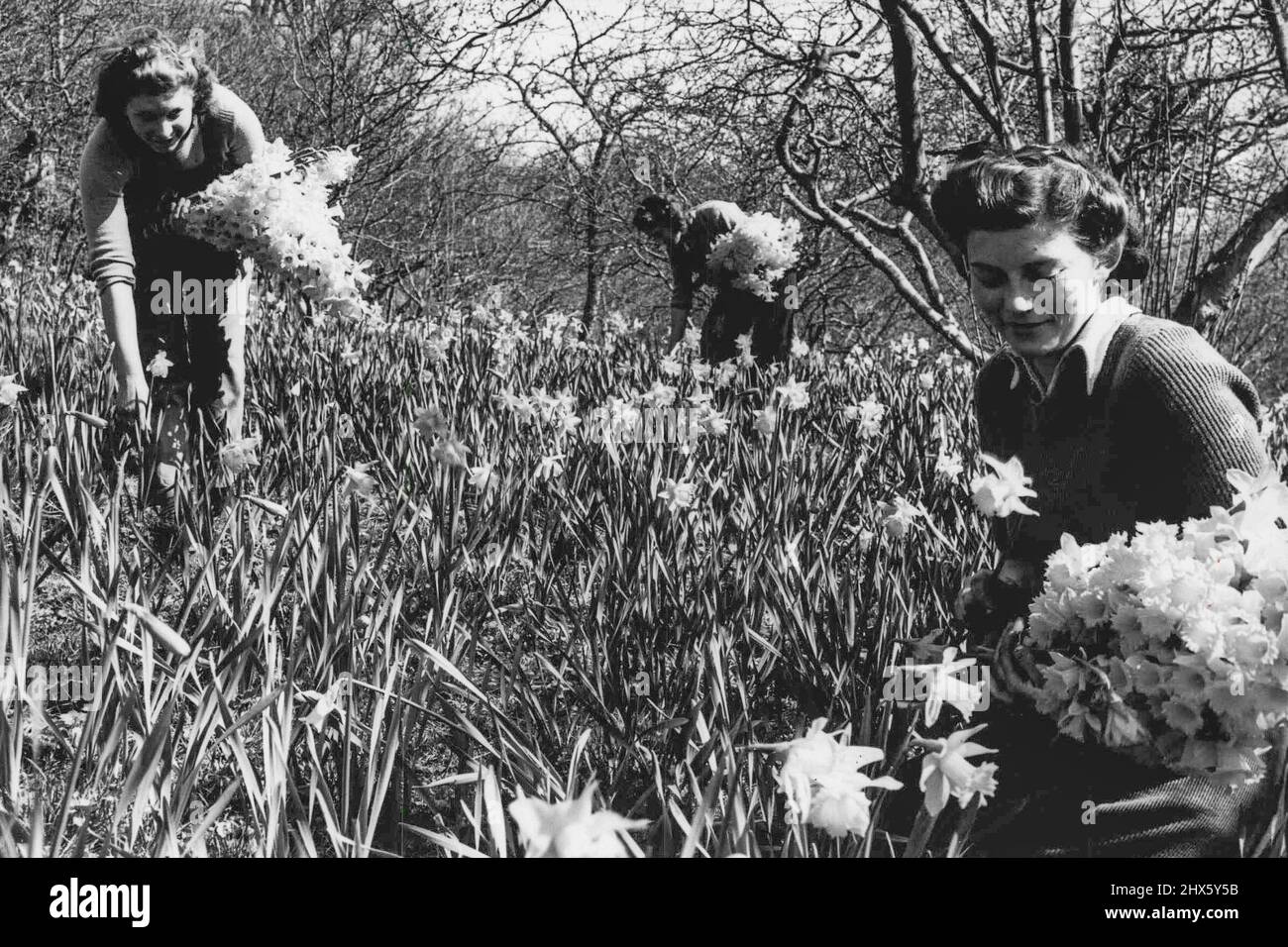 Ce printemps d'or. Dans une récolte dorée, les jeunes filles qui ramasseurs de jonquilles sont très occupées à une pépinière de Gloucestershire. Le temps genial de printemps a apporté la vie bouillonnante dans les champs et a fait du travail dur pour ces filles. Pas plus tôt ils effacent un complot qu'il est temps pour eux de commencer à cueillir à nouveau. 27 mars 1949. (Photo de Reuterphoto) Banque D'Images