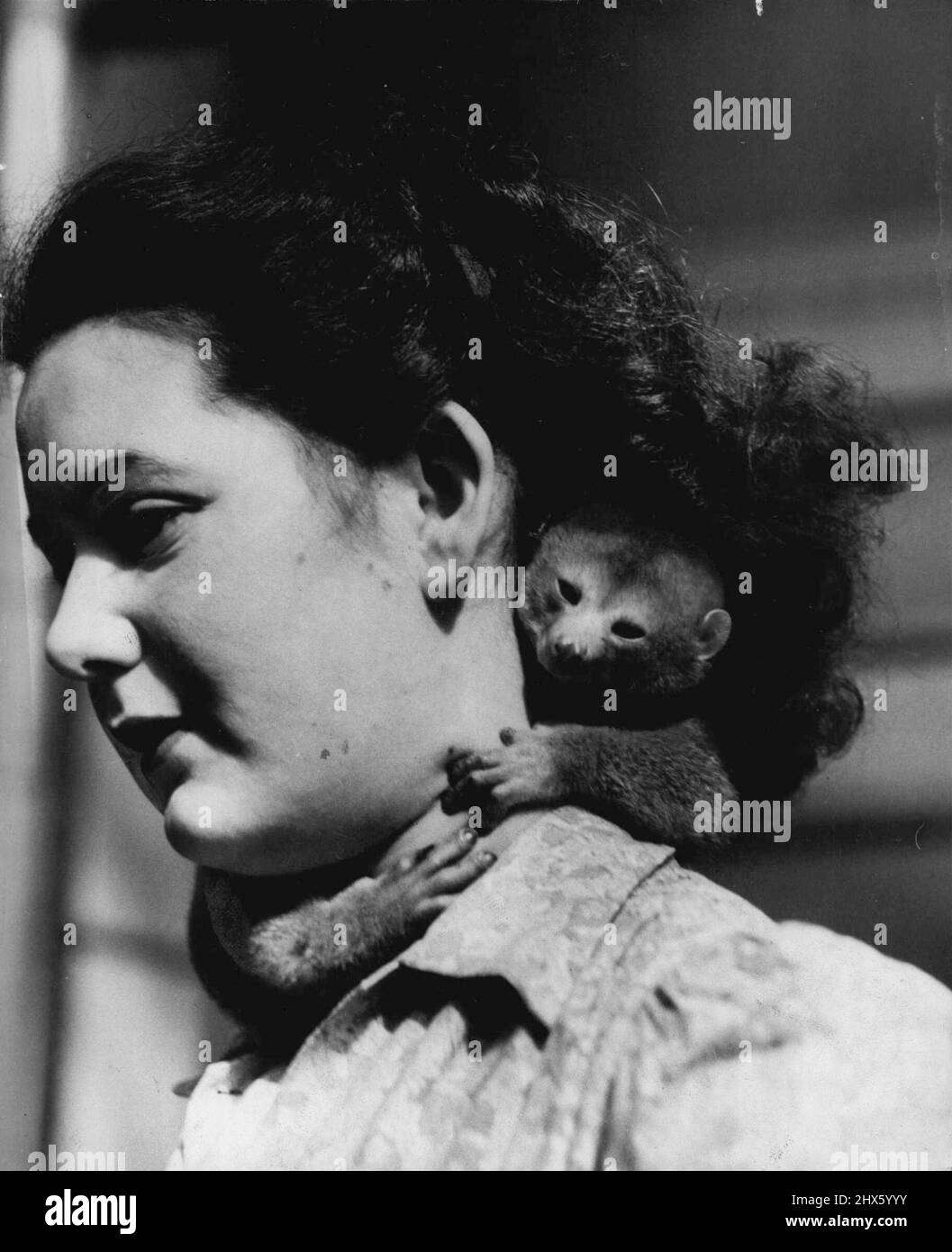 Alive Olive Judge du zoo de Londres a un collier de fourrure vivant - connu sous le nom de Bosman's Potto, qui venait d'arriver de Sierra Leone. 03 octobre 1947. (Photo de Reuterphoto).;Alive Olive Judge du London Zoo a un collier de fourrure vivant - connu sous le nom de Bosman's Potto, qui venait d'arriver de Sierra Leone. Banque D'Images