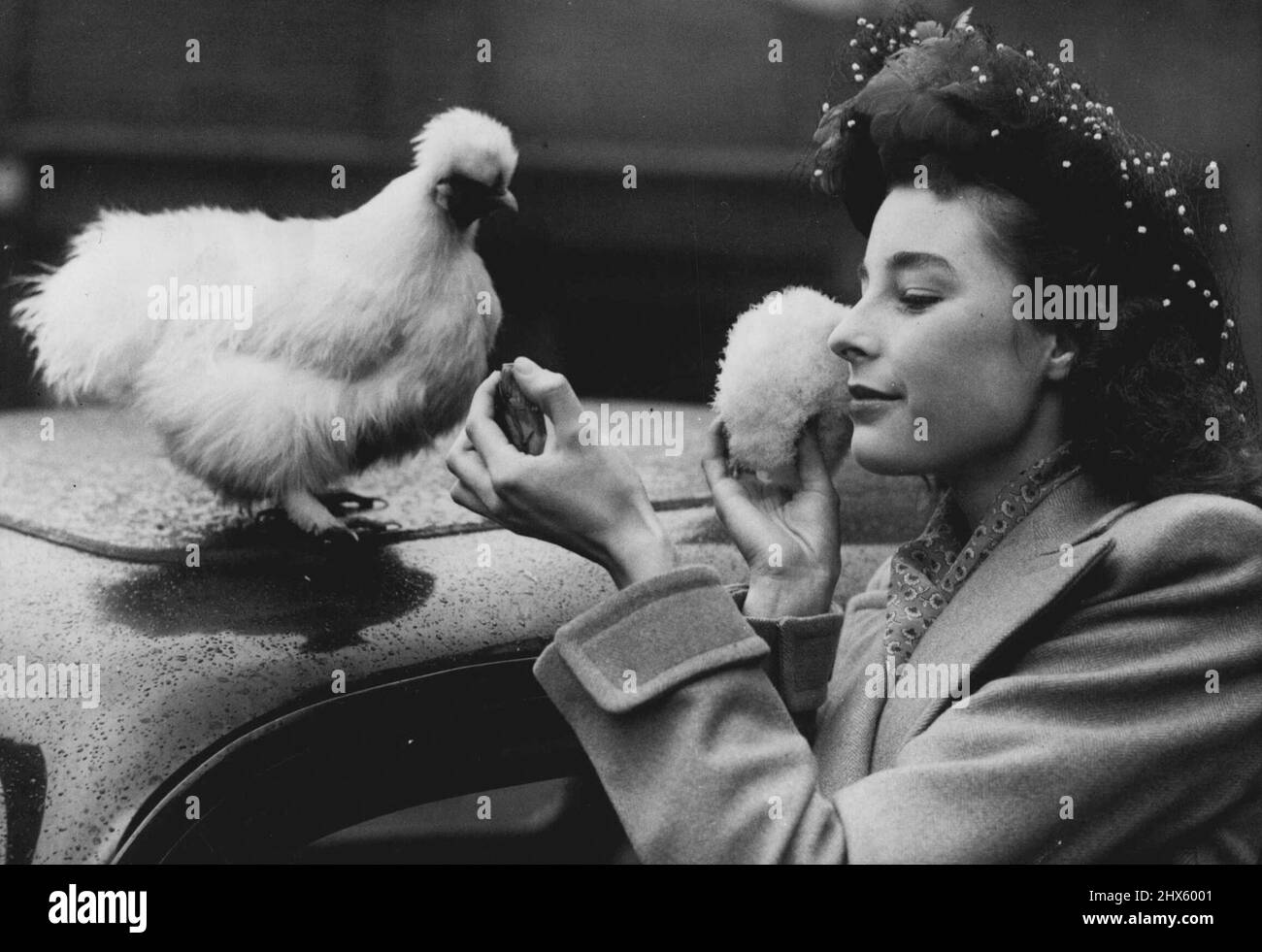 Le poulet poudré - qui imite qui ? L'oiseau poudré - un soyeux, de l'espèce des oiseaux fantaisie - a regardé Eileen Jackson, de S.W. 7., poudre son nez. Ces oiseaux sont souvent appelés le 'pouf de poudre ***** . Certaines des expositions ***** Spectacle de volaille au New Royal Horticultural ***** , Londres, sont plutôt différentes forme de la série ordinaire d'oiseau que le poulet fancier arrière-cour est utilisé aussi. 22 octobre 1946. ;Le poulet poudré -- qui imite qui? L'oiseau poudré - un si Banque D'Images