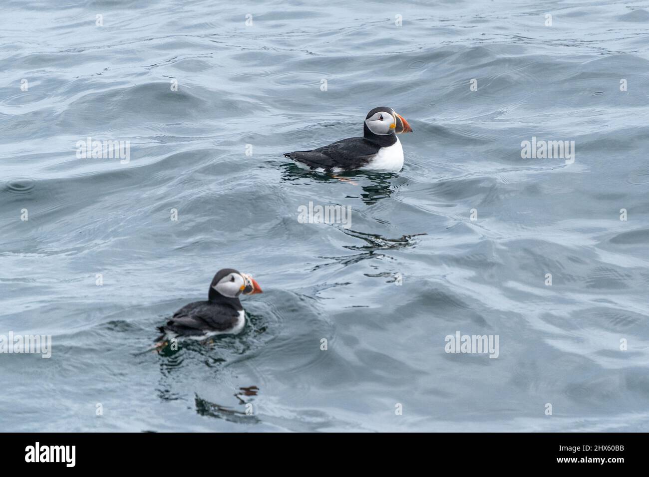 Deux Puffins de l'Atlantique (Fratercula arctica) nagent ensemble près de Eastern Egg Rock, Maine Banque D'Images