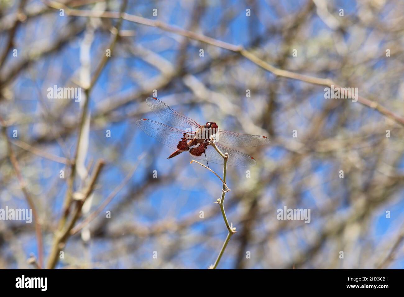 Les valises rouges dragonfly ou Tramea lacérate reposent sur une branche mince du ranch d'eau riveraine en Arizona. Banque D'Images