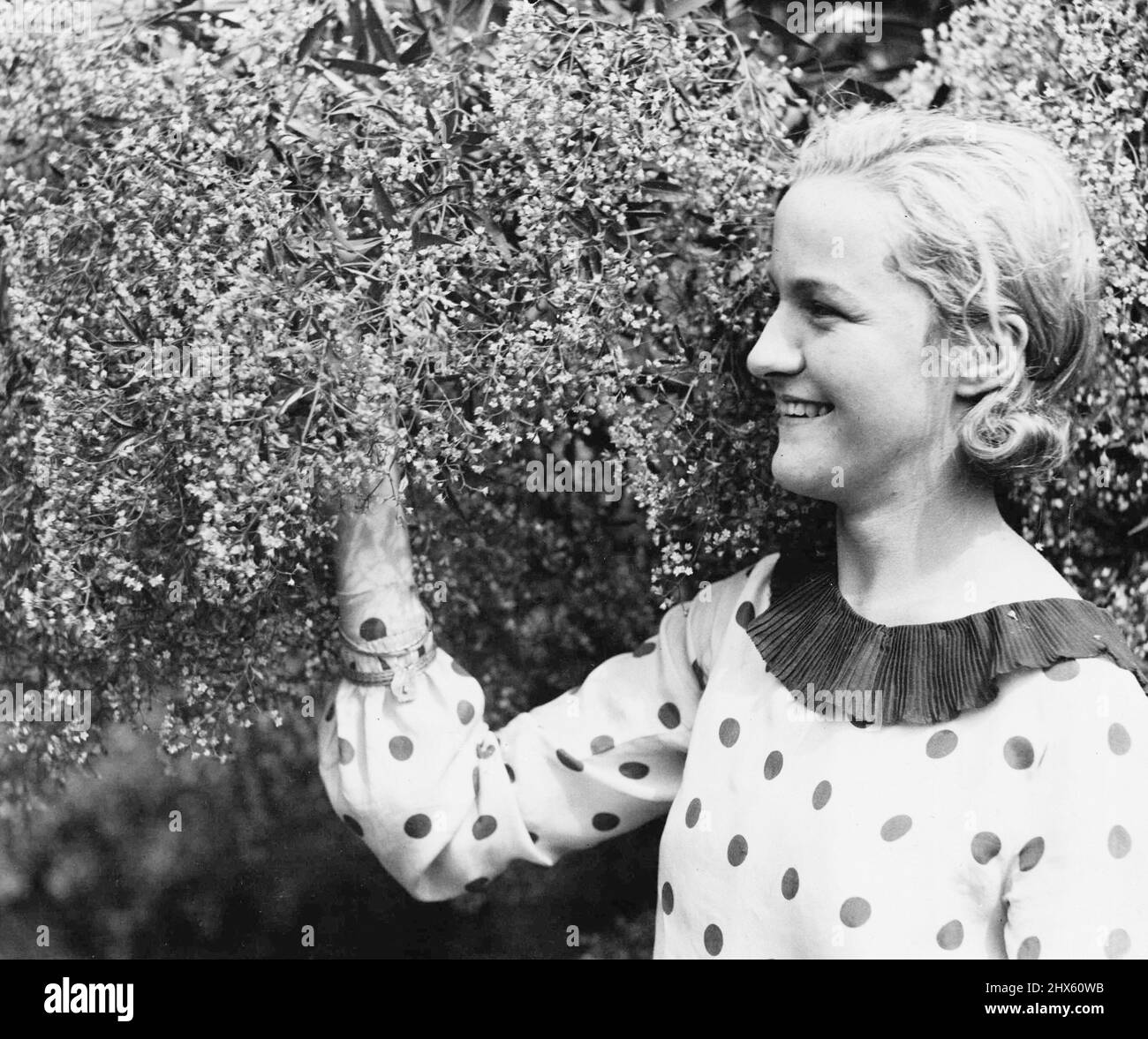 Bush de Noël. (À droite): Le Bush de Noël est de nouveau sorti, et bientôt la saison heureuse sera ici. Cette prise de vue a été prise à Dee Why. 12 décembre 1932. Banque D'Images