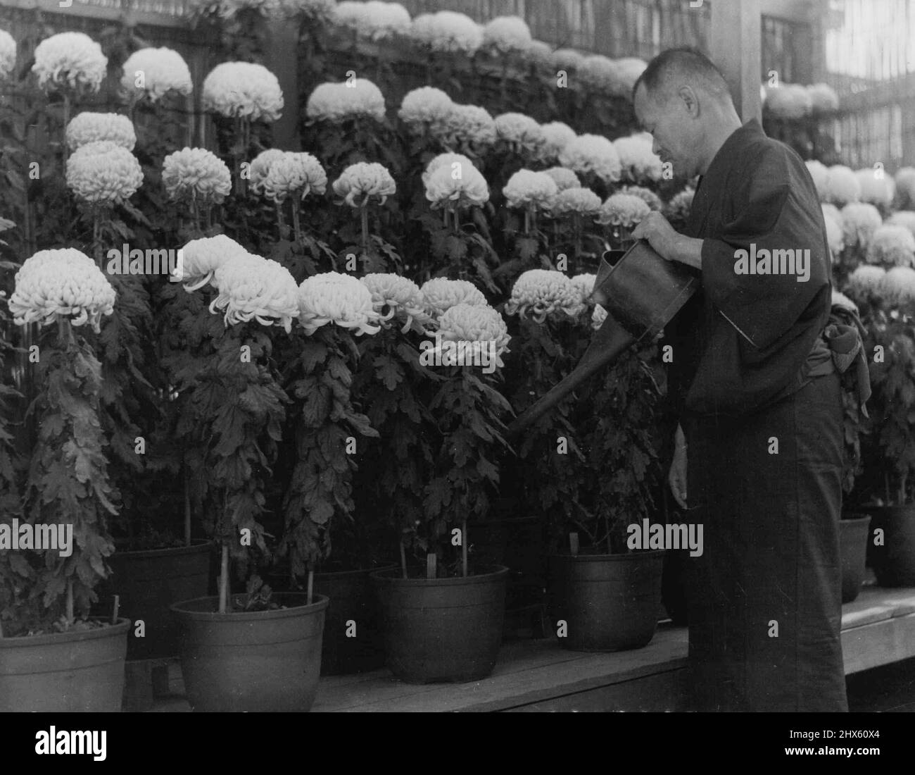 Chrysanthème - fleurs. 29 janvier 1941. (Photo de J. P. L. photo) Banque D'Images