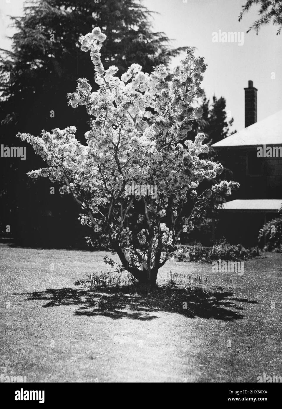 Un endroit charmant dans le jardin de Mme R. O. Wynne à Mount Wilson (Blue Mountains), qui sera ouvert à l'inspection publique de jour en jour jusqu'au 9 novembre, dans le cadre d'une semaine du jardin pour recueillir des fonds pour la mairie du village local. 02 novembre 1935. Banque D'Images