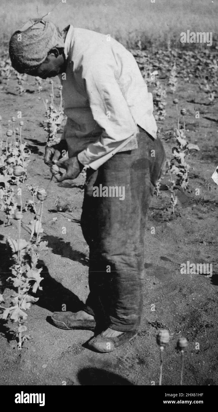 La malédiction de l'opium chinois -- Un colie chinois coupant le pavot blanc qui fournit à la chine a son opium. La culture et le tabagisme de l'opium sont encore presque universels dans toute la chine, malgré tous les efforts du Gouvernement de Nanking pour le réprimer. On estime que trois sont 50 millions de toxicomanes qui fument de l'opium en Chine, sur une population totale de 45 millions. 19 février 1936. (Photo par Associated Press photo).;la malédiction de la Chine-opium -- Un cuttin chinois de Coolie Banque D'Images