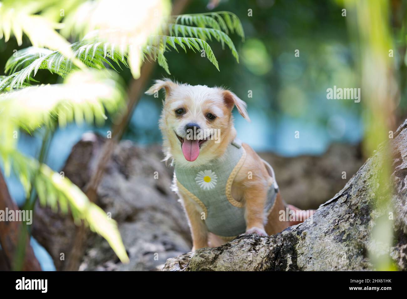 Gros plan chien chiot chihuahua dans le jardin. Banque D'Images