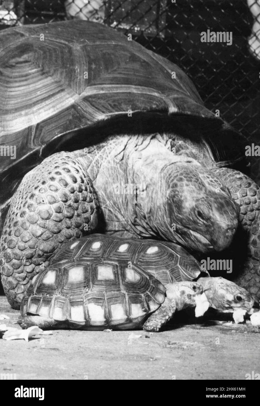 Le père Tortue était trop lent -- sous son énorme Shell, une tortue géante - 80 ans - regarde deux petites tortues brésiliennes comparativement jeunes couper devant lui pendant ***** heure. La tortue d'un vieil homme semble se demander à quoi la jeune génération vient, avec ses mauvaises manières et ses coques aux couleurs vives. Cela utilise peu d'étude de la nature vient du zoo de Londres. 19 novembre 1938. (Photo par photo de presse associée). Banque D'Images