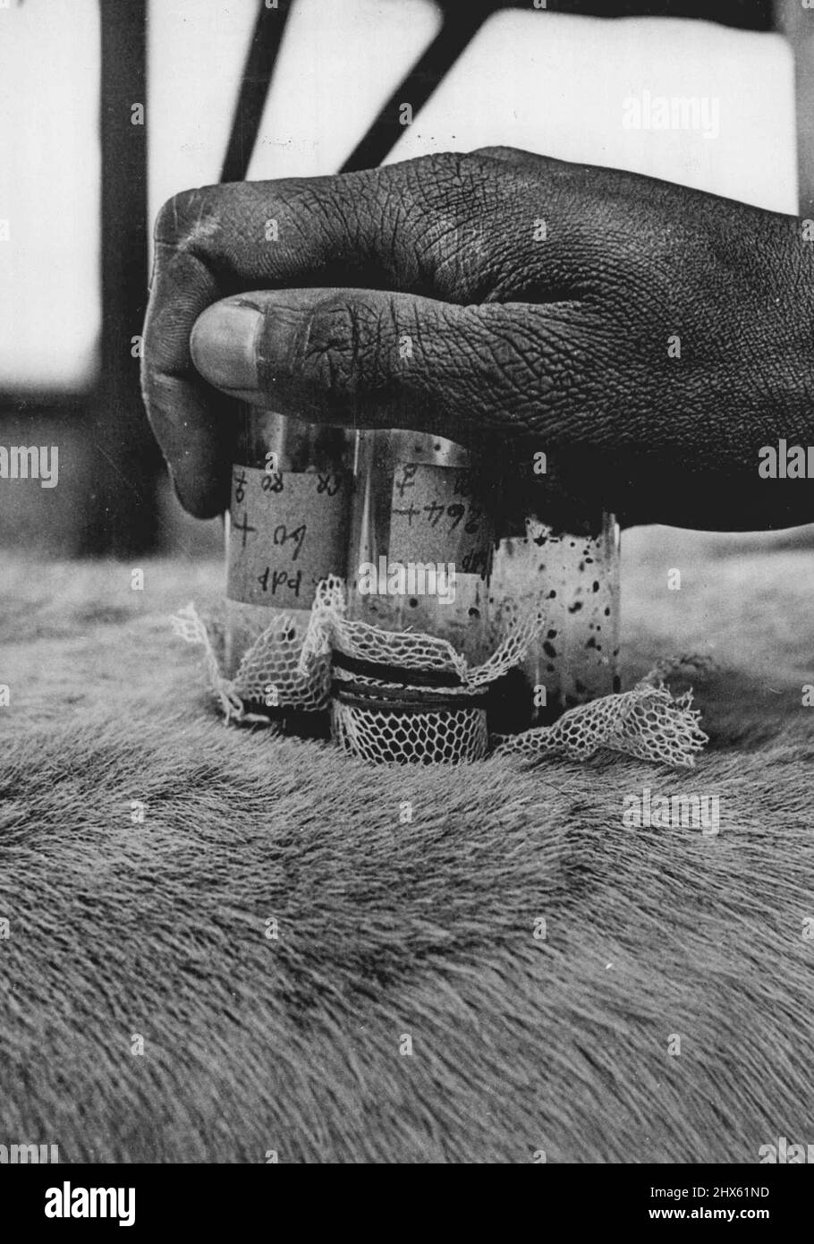 Les scientifiques britanniques conquient la mouche tsé-tsé. Nouveaux tests de drogue en Afrique -- des tubes à essai contenant des mouches tsé-tsé sont maintenus à la souche d'une vache afin que les mouches puissent se nourrir. La vache n'a pas d'effets néfastes à moins que les mouches ne soient infectées par des trypanosomes. Les scientifiques britanniques ont signalé des succès depuis des mois - de longues expériences avec le nouveau médicament Antrycide - dernière arme contre le fléau de la maladie sommeil - qui pourrait faire de l'Afrique de l'est l'une des plus grandes et des plus prospères régions de bétail du monde. Sous le Dr B. Banque D'Images