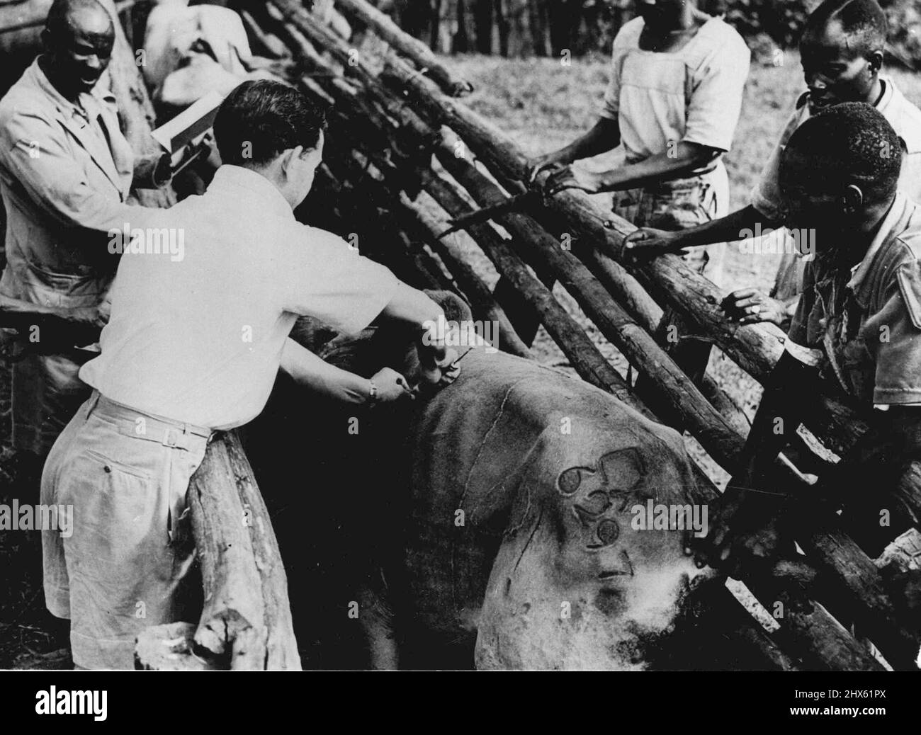 Les scientifiques britanniques conquient la mouche tsé-tsé. Nouveaux tests de médicaments en Afrique -- Dr. D.G. Davey rejoindre découvert d'Antrycide, injecte un animal avec le médicament avant que le troupeau de bétail d'essai soit envoyé de Nairobi à la mouche tsé-tsé - plaines infestées à Kiboko. Les scientifiques britanniques ont signalé des succès depuis des mois - de longues expériences avec le nouveau médicament Antrycide - dernière arme contre le fléau de la maladie sommeil - qui pourrait faire de l'Afrique de l'est l'une des plus grandes et des plus prospères régions de bétail du monde. Sous D Banque D'Images
