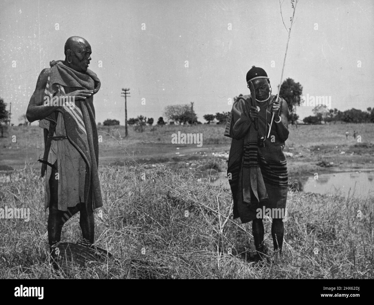 À gauche, Gichire, ancien et membre du tribunal africain de Kiambu, commence à couper les branches de la Migere Bush, traditionnellement utilisée comme support pour la pierre de Thenge dans les cérémonies. Sur la droite se trouve Mwaura, six-pieds-quatre pouces de hauteur et le Caliban de la pièce. Ils forment l'équipe dans la cérémonie, Gicic, le cerveau courageux et sacré, Mwaura, l'exécutif et le milieu de la malédiction. 11 décembre 1952.;à gauche, Gichire, un aîné et membre du Kiambu African Tribuna Banque D'Images