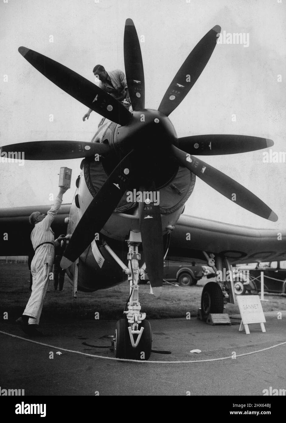 Le Farnborough Air Display le Fairey Gannet c'est un avion anti-sous-marin à trois places né. Il est équipé d'un Armstrong ***** Double moteur à hélice Mamba turbo. Les deux moteurs à hélice à quatre pales. Les deux hélices à quatre lames peuvent être exécutées indépendamment. L'avion survolera l'un ou l'autre ou les deux. 12 septembre 1951. (Photo de Paul Popper). Banque D'Images