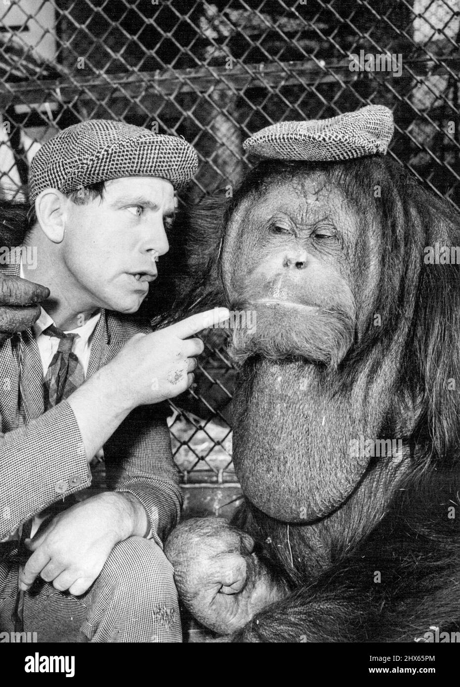 La sagesse vient à M. Jiggs! - 'Laissez-moi vous dire', Norman 'les gens rient toujours à mes petits chapeaux drôles. Essayez cette option pour la taille'. Il n'était pas en forme.et il n'a pas encore fait sourire de l'inscrutable M. Jiggs. Le jour où la sagesse a visité M. Jiggs c'était une question de: «Qui fait un singe de qui» le comédien Norman Wisdom a grimpé dans la cage de M. Jiggs au zoo de Londres. Sa mission: Lui donner un indice ou deux sur le sérieux des affaires d'être drôle. Mais d'une manière ou d'une autre, cela n'a pas fonctionné. M. Jiggs est resté sans impression Banque D'Images