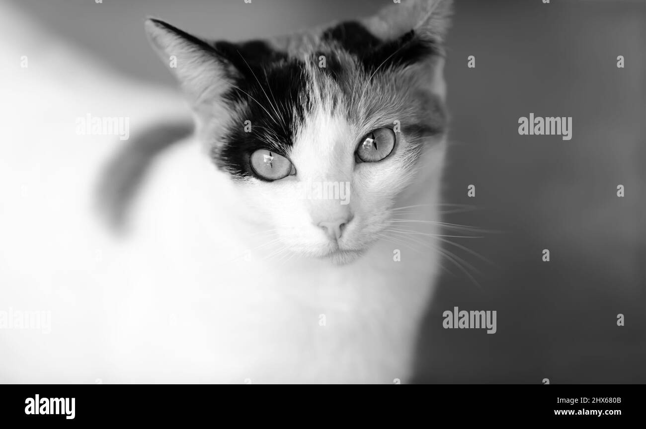Un gros plan portrait Calico Cat au format d'image noir et blanc Banque D'Images