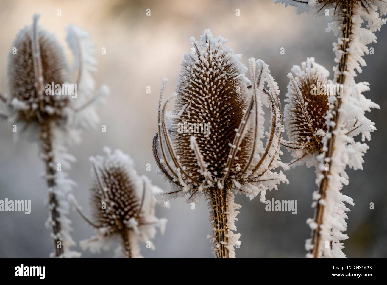 Beau gros plan de thé sauvage séché ou de cuillerée à thé de Fuller (Dipsacus fullonum), une plante à fleurs avec une tête de fleur semblable à du chardon, recouverte de glace Banque D'Images