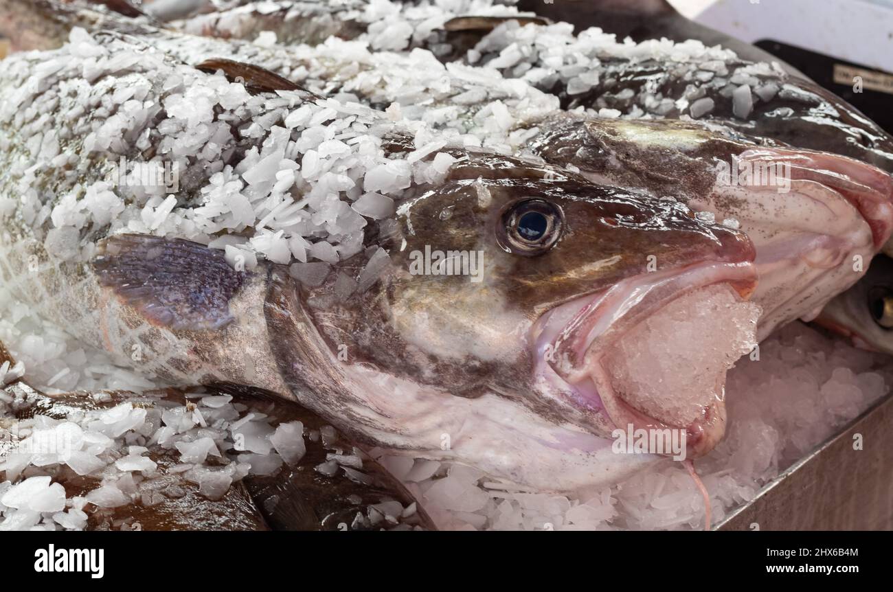 Gros plan sur la glace de poisson frais entier frais et frais. Plateau de marché le poisson frais se range dans la glace. Photo de rue, pas de personne, mise au point sélective Banque D'Images