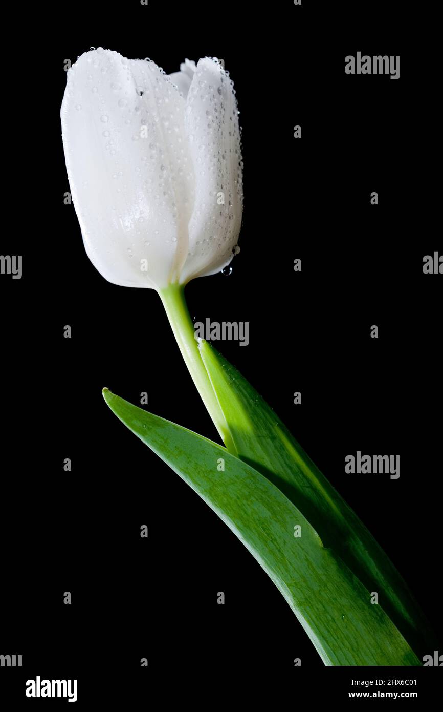 Jardin tulipe, Trädgårdstulpan (Tulipa gesneriana) Banque D'Images