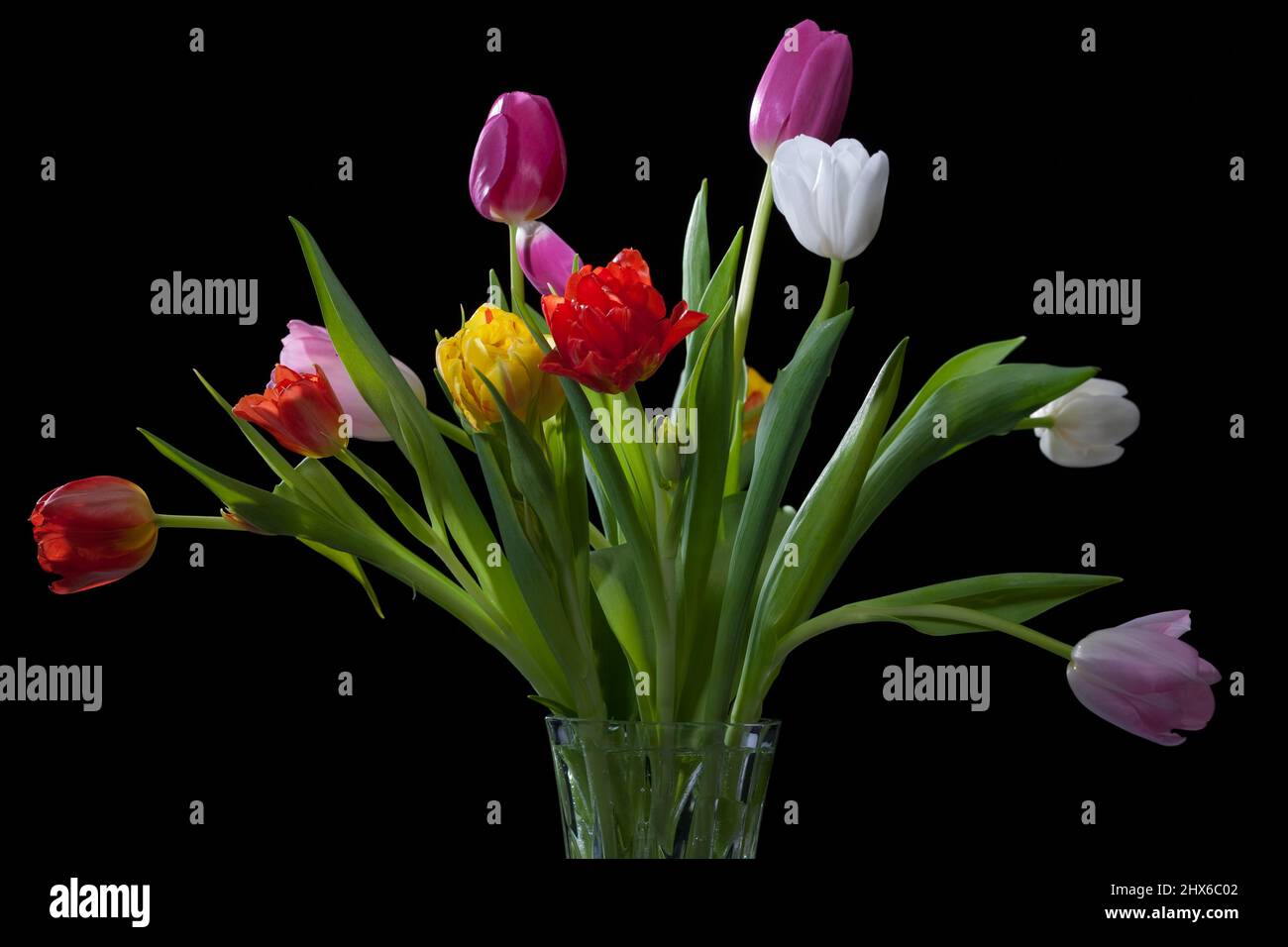 Jardin tulipe, Trädgårdstulpan (Tulipa gesneriana) Banque D'Images