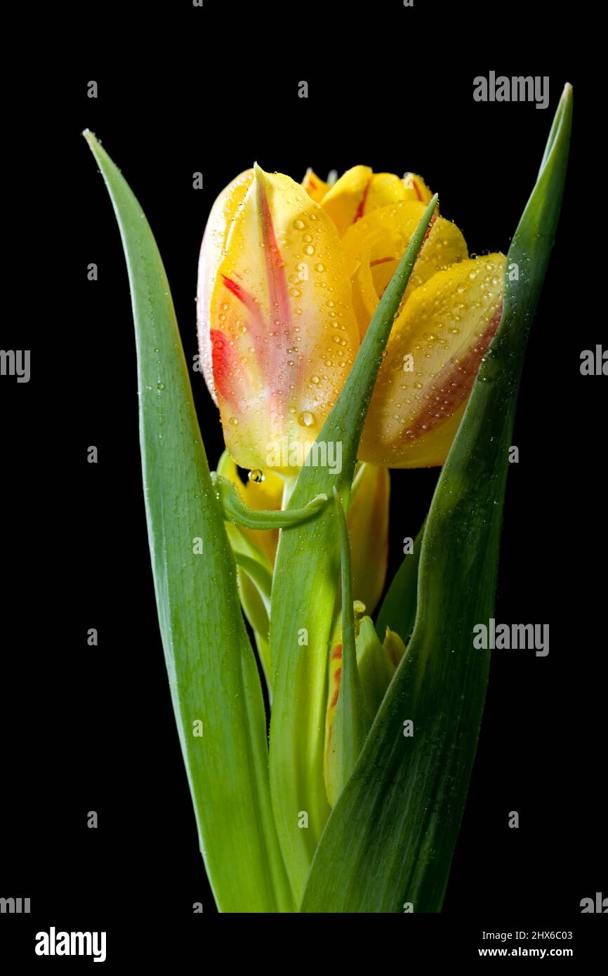 Jardin tulipe, Trädgårdstulpan (Tulipa gesneriana) Banque D'Images