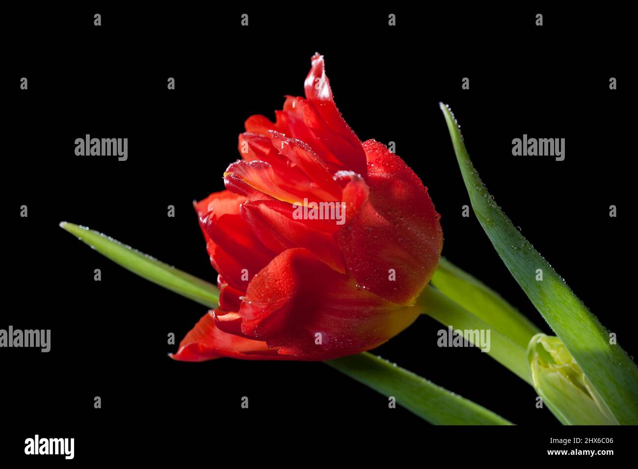 Jardin tulipe, Trädgårdstulpan (Tulipa gesneriana) Banque D'Images