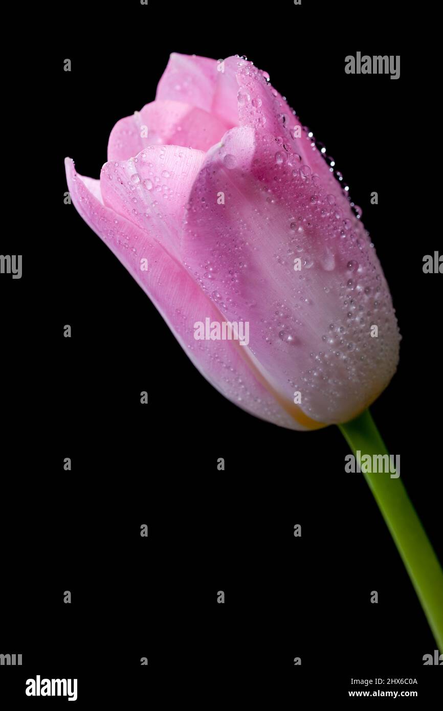 Jardin tulipe, Trädgårdstulpan (Tulipa gesneriana) Banque D'Images