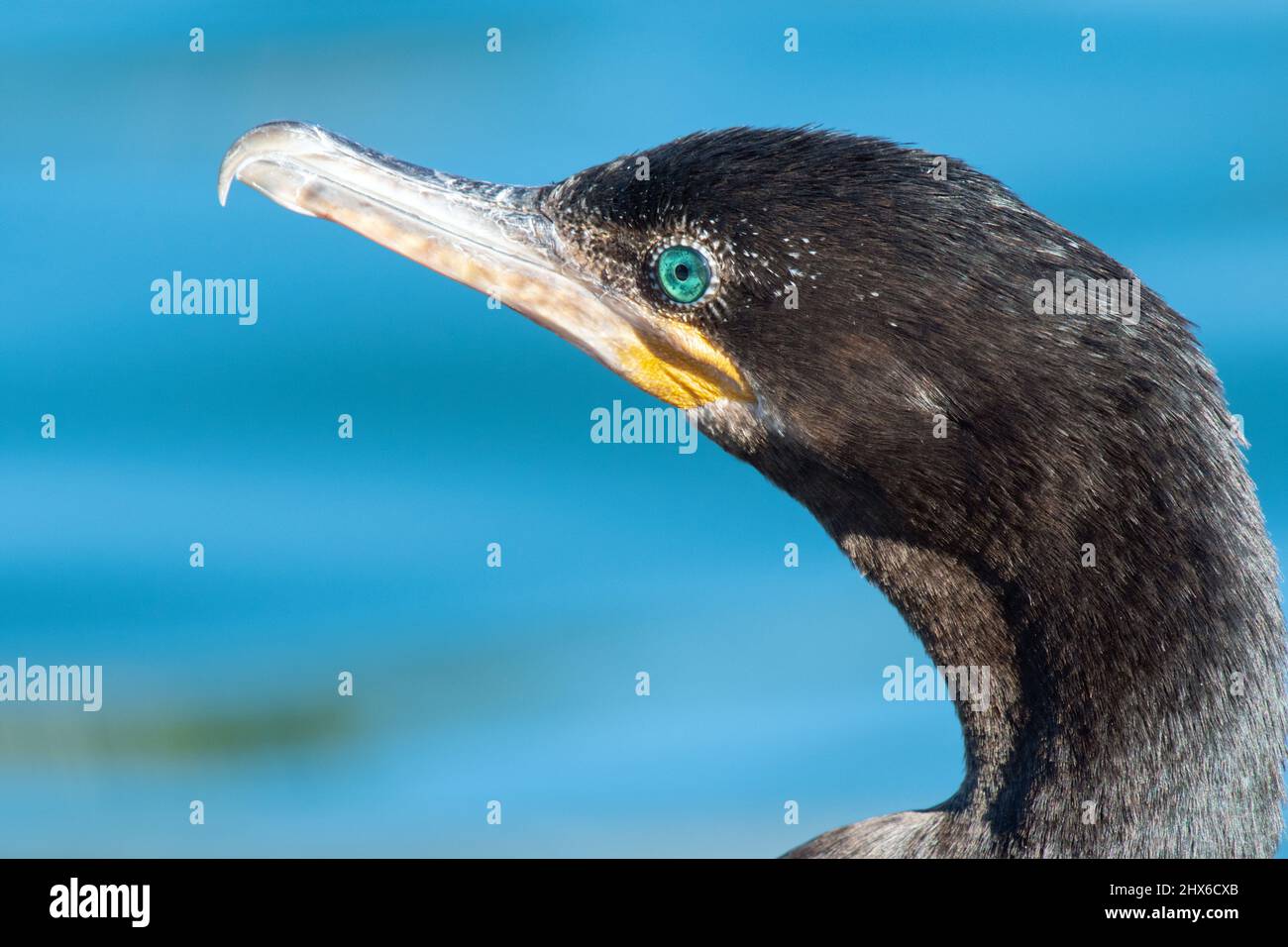 Cormoran vigua (Phalacrocorax brasilianus) Banque D'Images