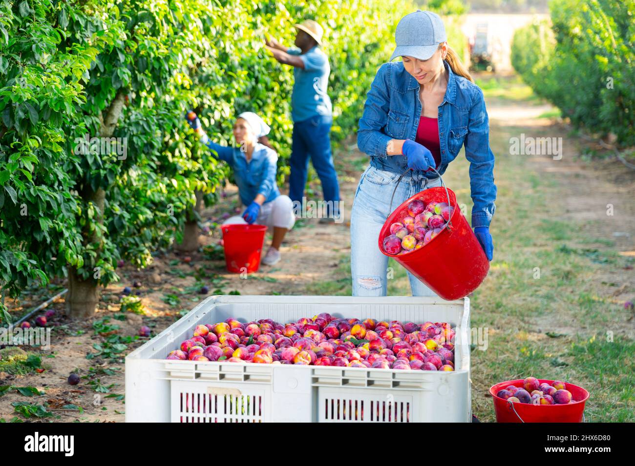 Femme travaillant sur la plantation de prune Banque D'Images