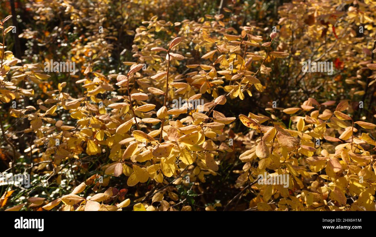 Jaune automne, brousse de baies dans la forêt. Gros plan. Plantes réelles dans la forêt Banque D'Images