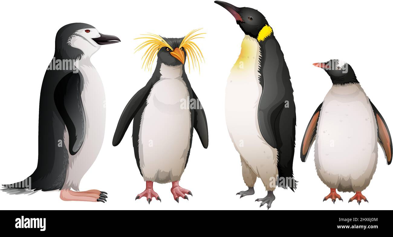 Différents types d'illustrations de pingouins Illustration de Vecteur