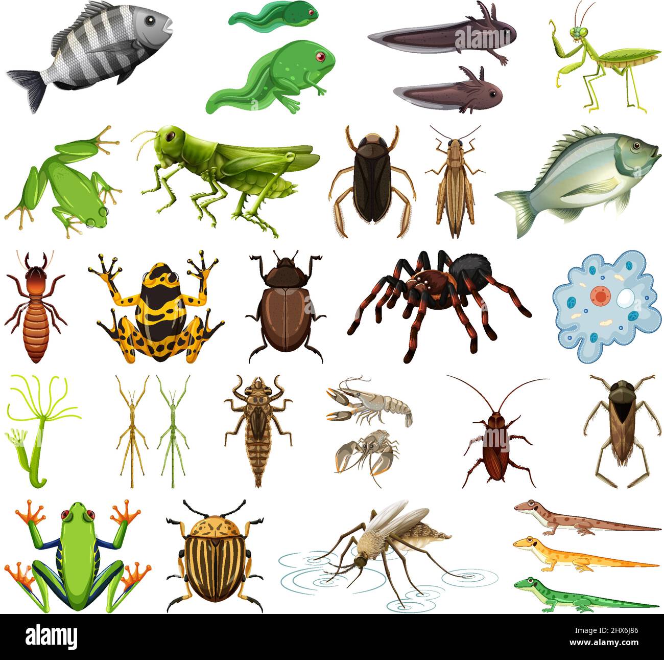 Différents types d'insectes et d'animaux sur fond blanc illustration Illustration de Vecteur