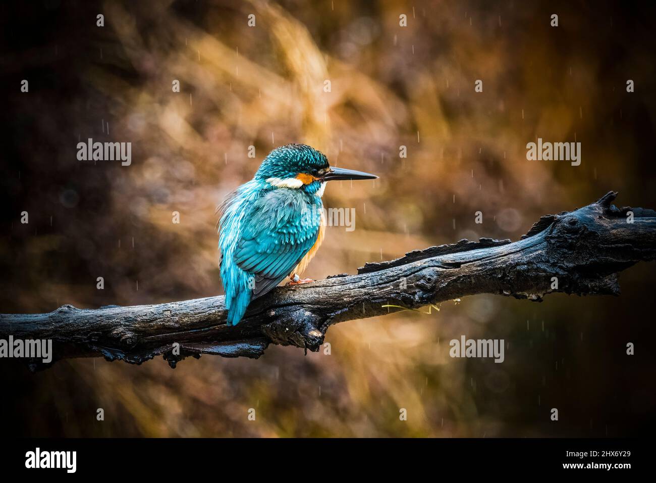 Kingfisher perché le jour de la pluie à la recherche de nourriture Banque D'Images