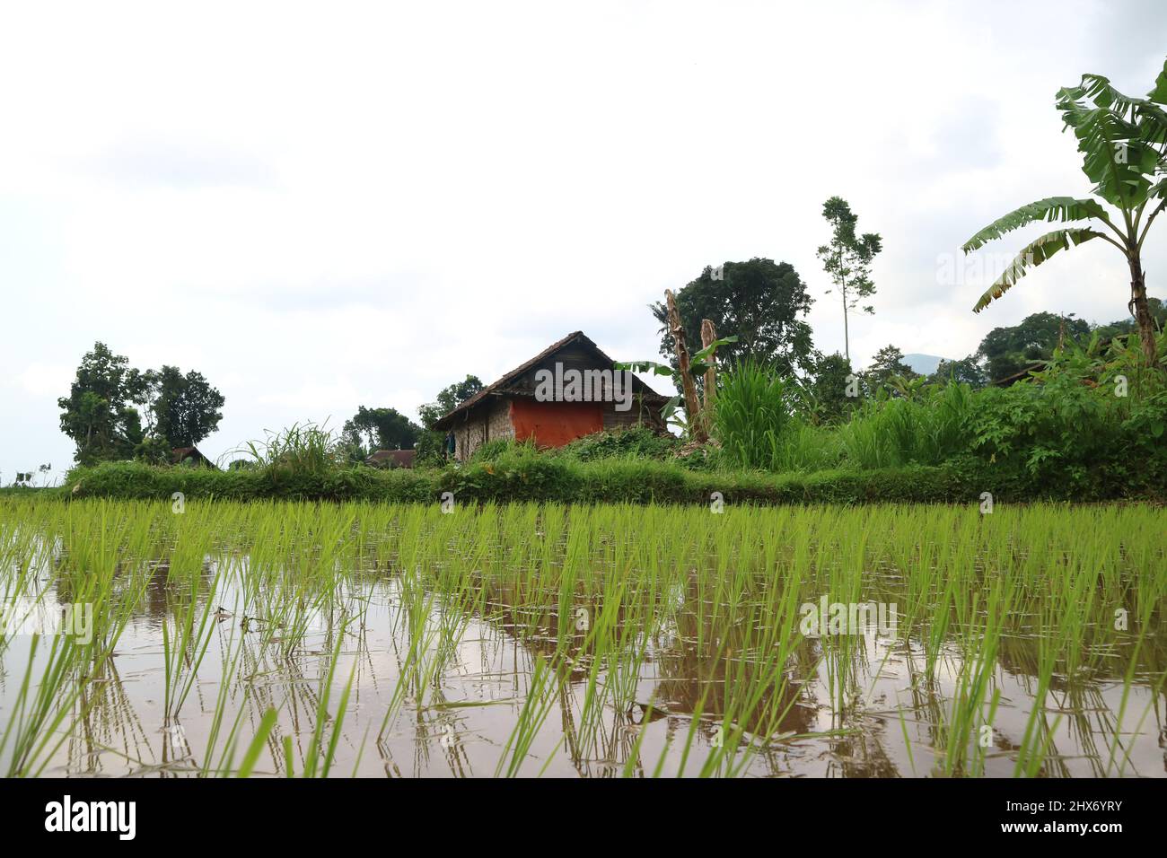 Mojokerto, Indonésie : 22 janvier 2022 : belles vues sur les rizières, les montagnes, les vieux cabanes. Idéal pour les paysages naturels. Banque D'Images