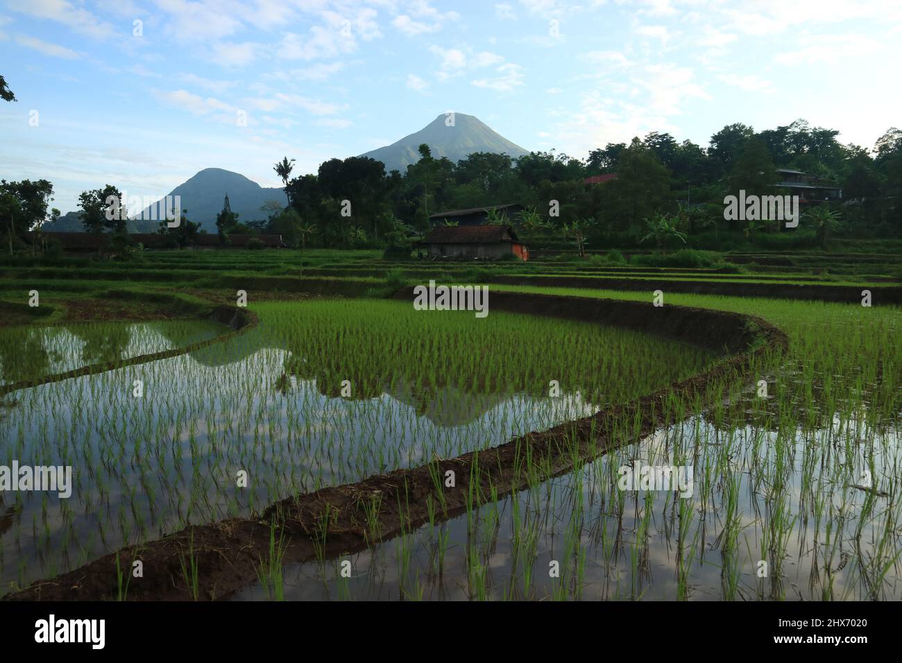 Mojokerto, Indonésie : 22 janvier 2022 : belles vues sur les rizières, les montagnes, les vieux cabanes. Idéal pour les paysages naturels. Banque D'Images