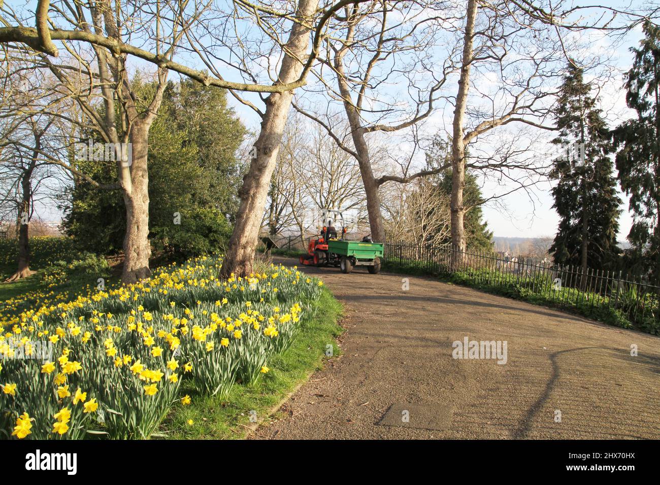 Colchester, Royaume-Uni. 10th mars 2022. Matin de printemps ensoleillé avec les jonquilles en pleine floraison au parc du château de Colchester. Crédit : Eastern Views/Alamy Live News Banque D'Images
