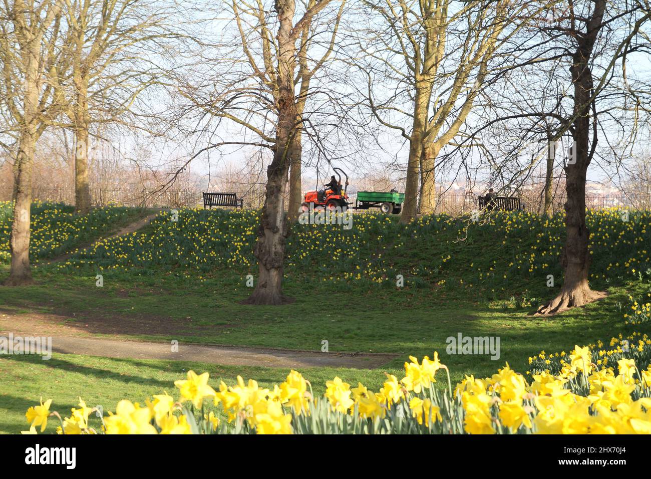 Colchester, Royaume-Uni. 10th mars 2022. Matin de printemps ensoleillé avec les jonquilles en pleine floraison au parc du château de Colchester. Crédit : Eastern Views/Alamy Live News Banque D'Images