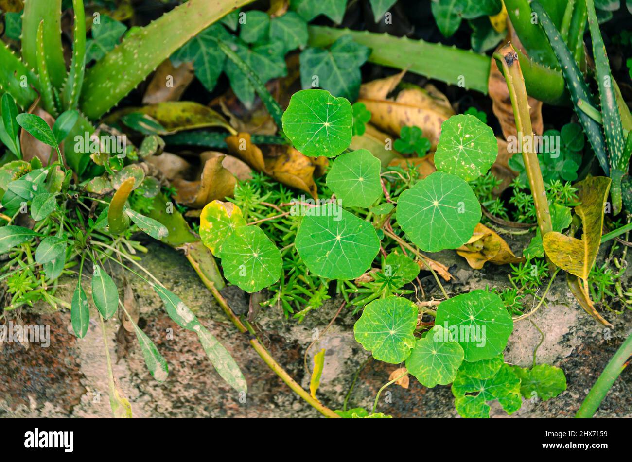 Une section d'un jardin avec des plantes diverses, comme l'Aloe Vera, le Naturtium de jardin, l'Ivy anglaise, etc Banque D'Images