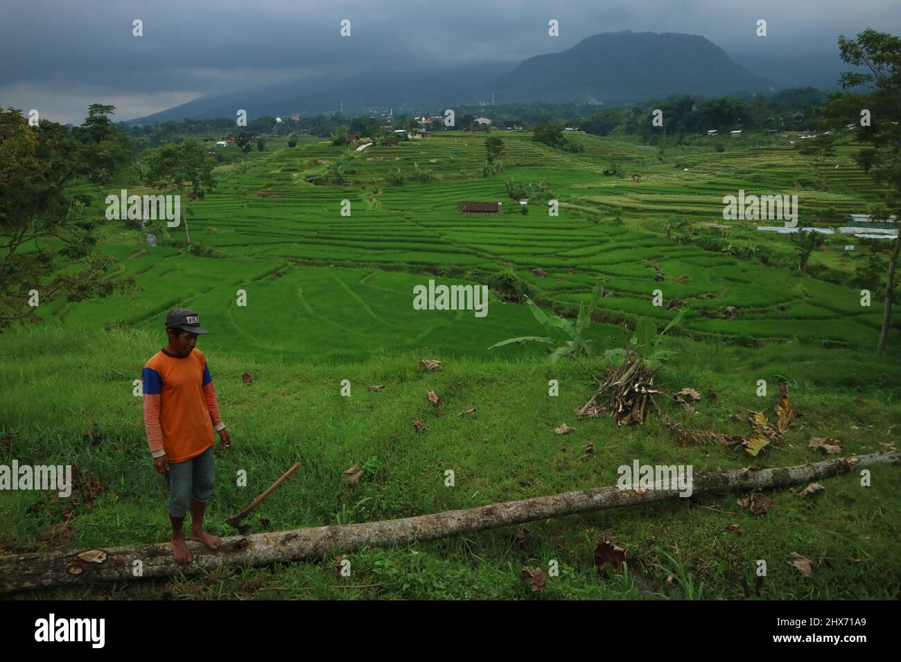 Mojokerto, Indonésie : 22 janvier 202. Un fermier en ricefield, avec une étendue verte de champs de riz en arrière-plan. Idéal pour le papier peint nature. Banque D'Images