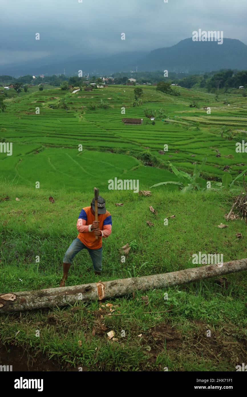 Mojokerto, Indonésie : 22 janvier 202. Un fermier en ricefield, avec une étendue verte de champs de riz en arrière-plan. Idéal pour le papier peint nature. Banque D'Images