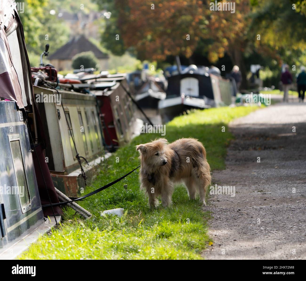 Un chien se tient avec un bol d'eau à côté d'un bateau à rames sur le canal Avon & Kennett, à Bath, Royaume-Uni, avec des arbres d'automne derrière. Banque D'Images