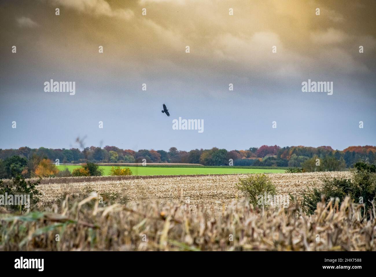 spectaculaire campagne d'automne avec des corneilles planant sur des champs Banque D'Images