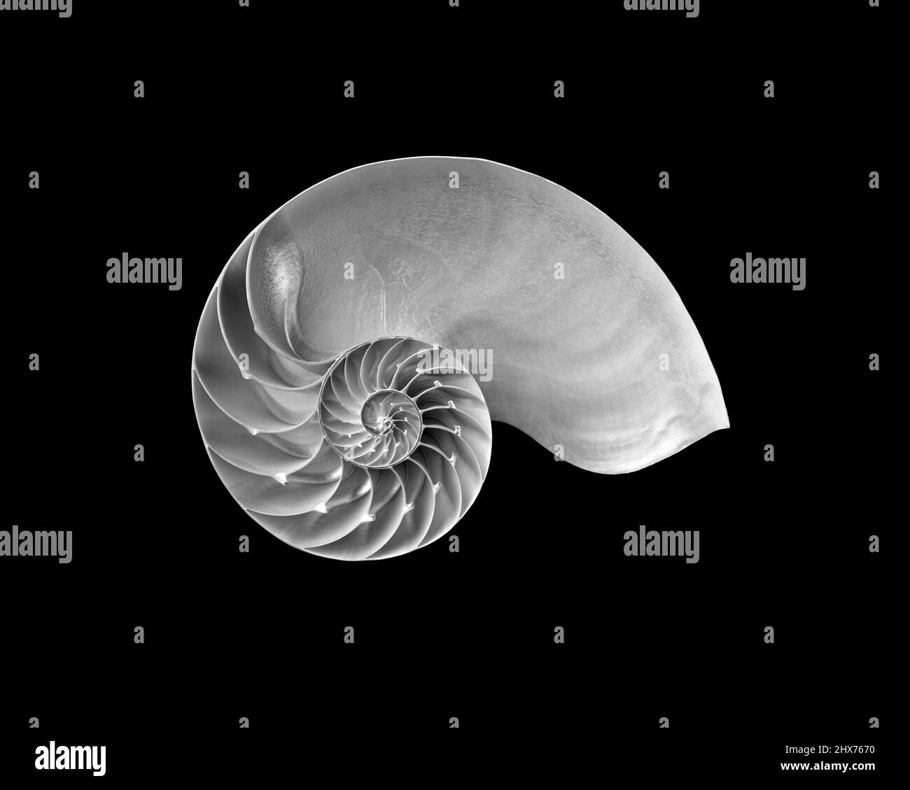 Encore plus de vie avec les coques nautilus ouvertes dans une gamme de tons de gris sur un fond noir. Banque D'Images