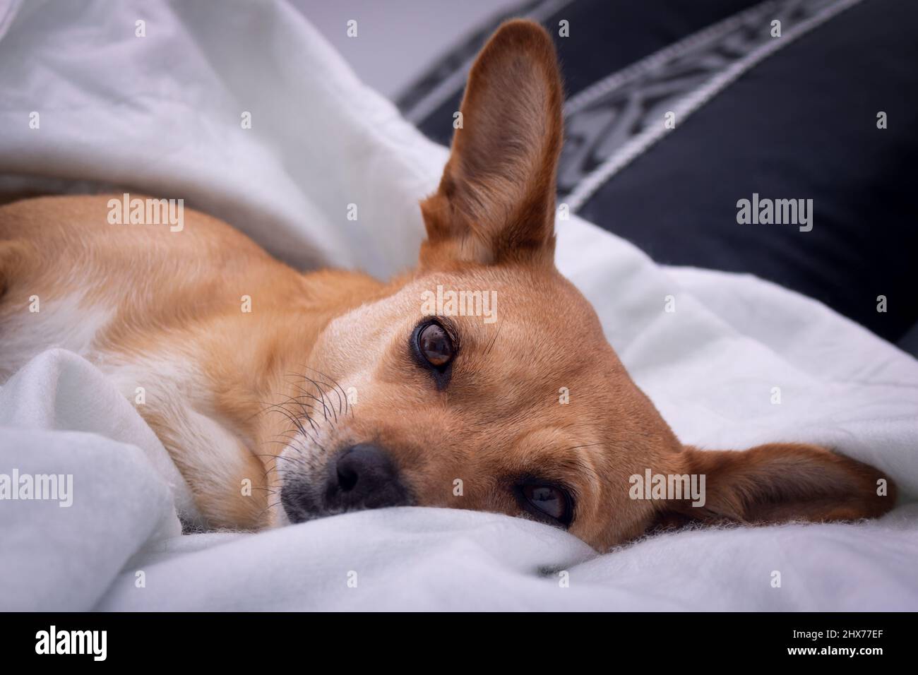 Petit chien de race mixte avec de grandes oreilles et des yeux ouverts