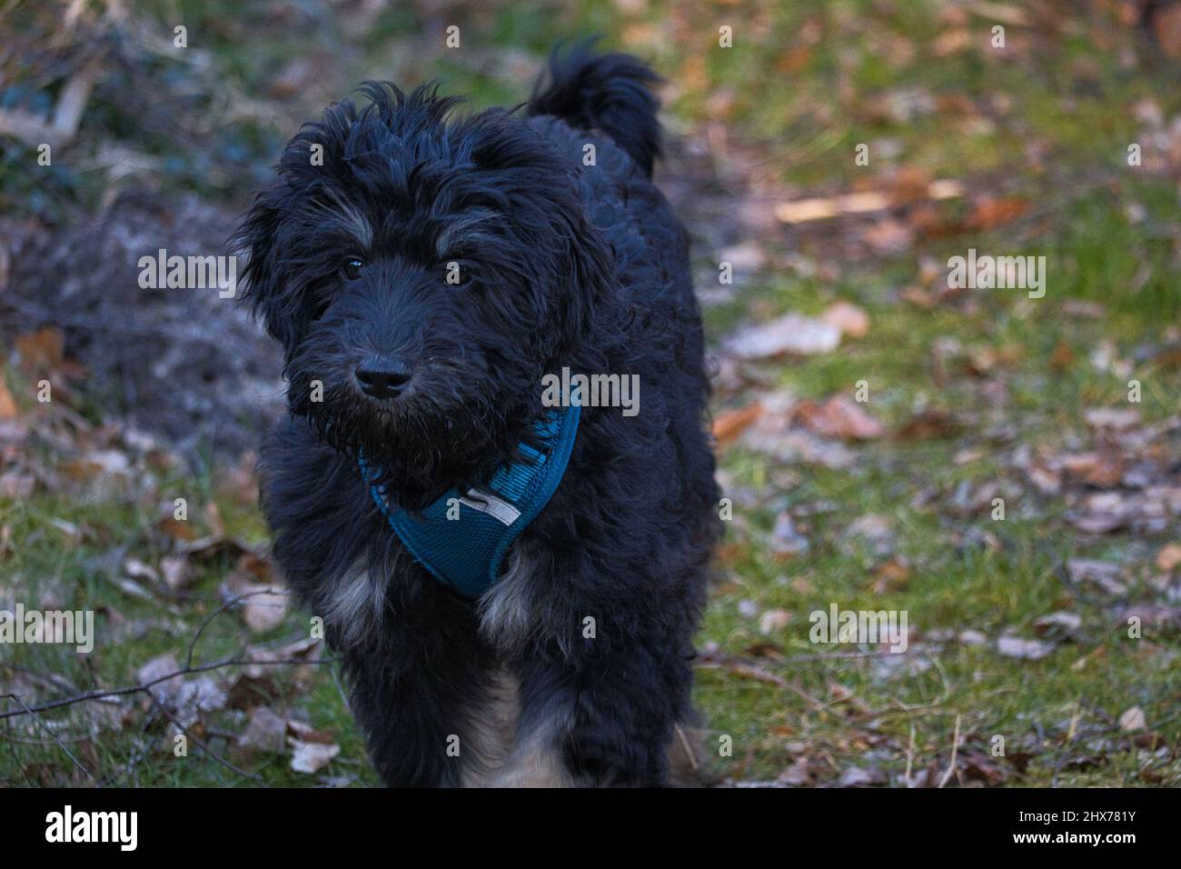 chiot doré de couleur noire et havane. Chien hybride de la croix entre Golden Retriever et poodle. Chien intime de famille, qui est très affection Banque D'Images