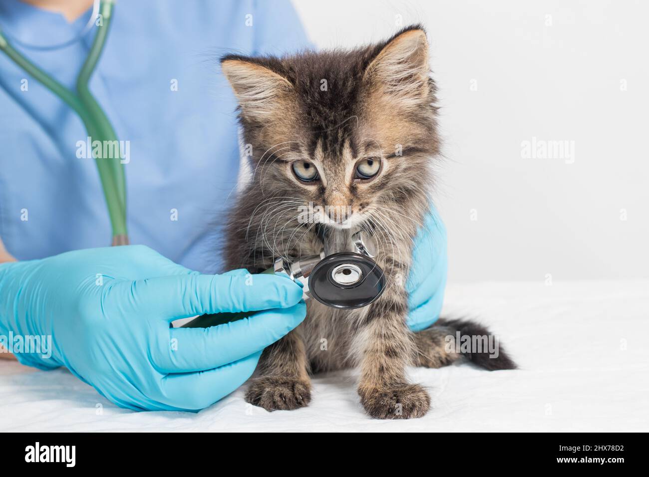 Pneumonie Veterinaire Banque De Photographies Et D Images A Haute Resolution Alamy Pneumonie Veterinaire Banque De Photographies Et D Images A Haute Resolution Alamy