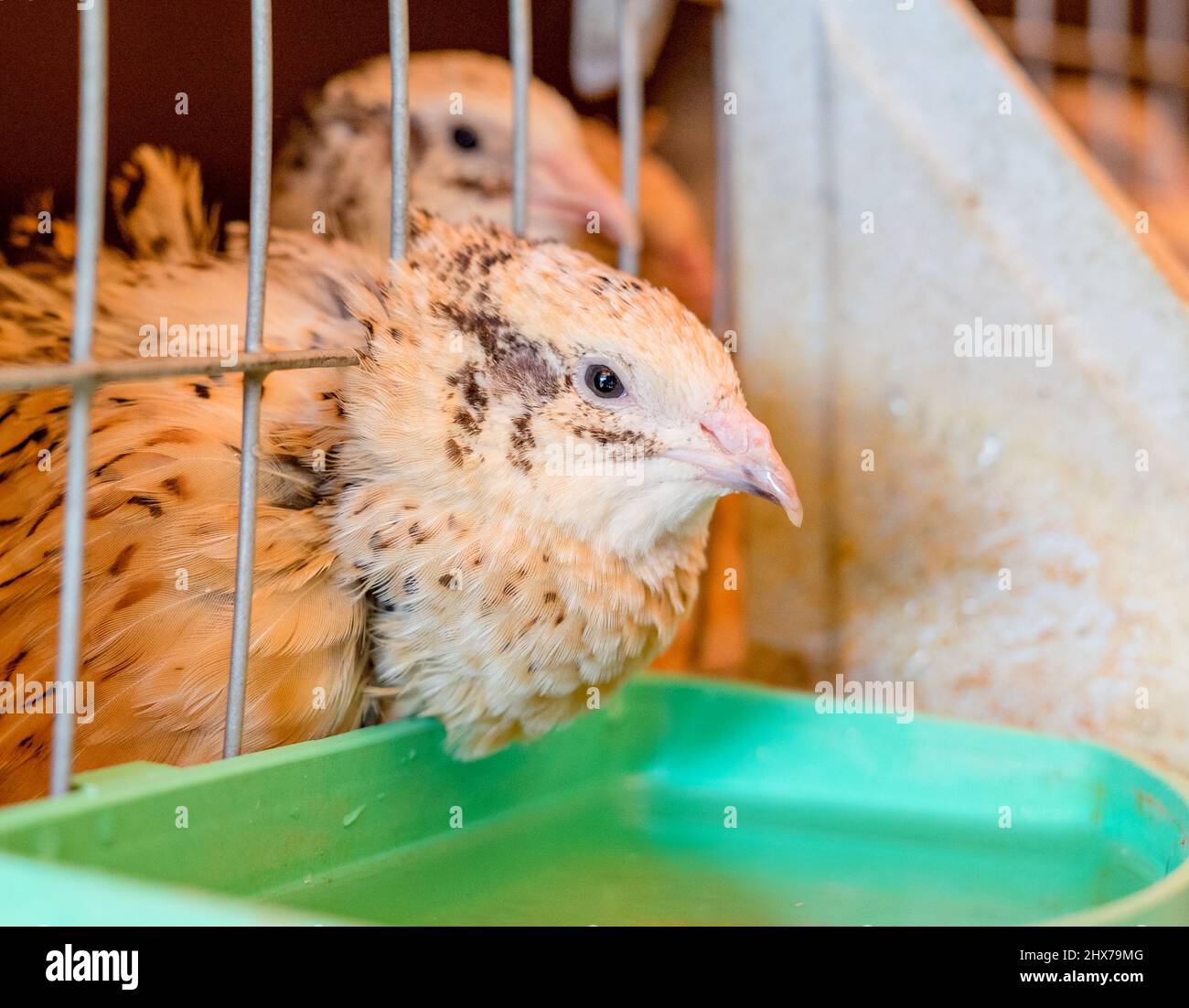 Vue rapprochée des poussins des cailles dans une cage de la ferme. Coturnix japonica. Faible profondeur de champ. Banque D'Images